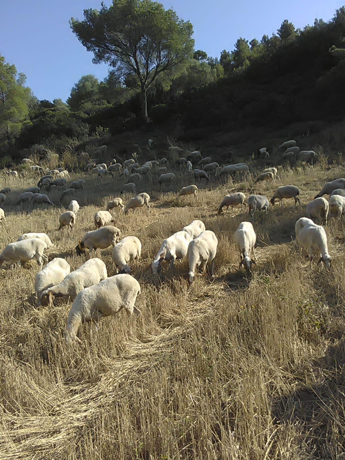 Vista della tenuta 10