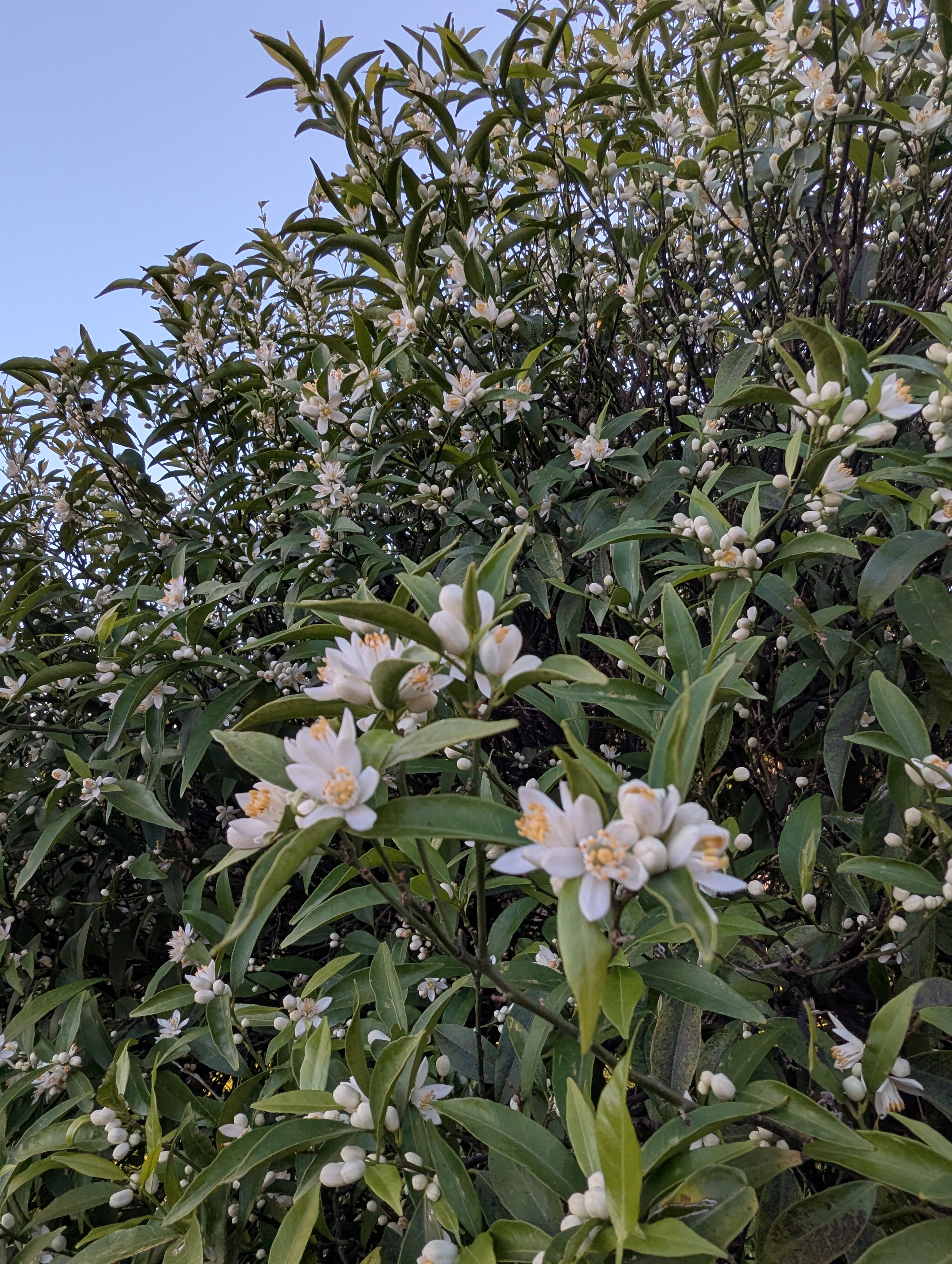 Vista della tenuta 36